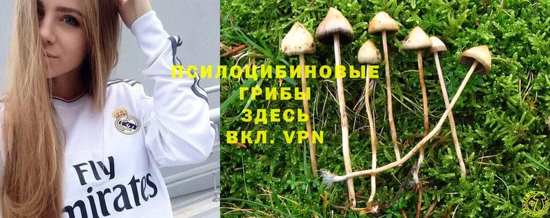 hydra tor  Бежецк  Галлюциногенные грибы Magic Shrooms 